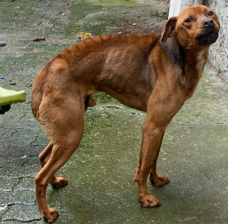 Alessandria: i padroni si trasferiscono, due cani vengono abbandonati a se stessi. Salvati dalle Guardie Zoofile